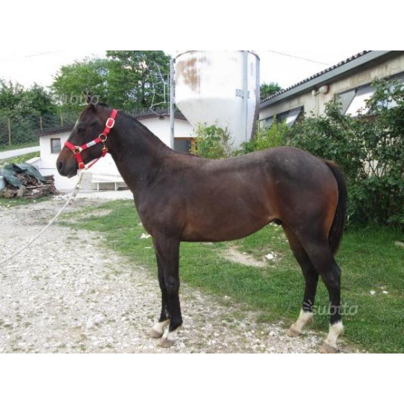 Puledro Quarter Horse