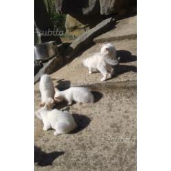 Gattini bianchi regalo
