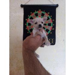 Chihuahua Cuccioli