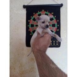 Chihuahua Cuccioli