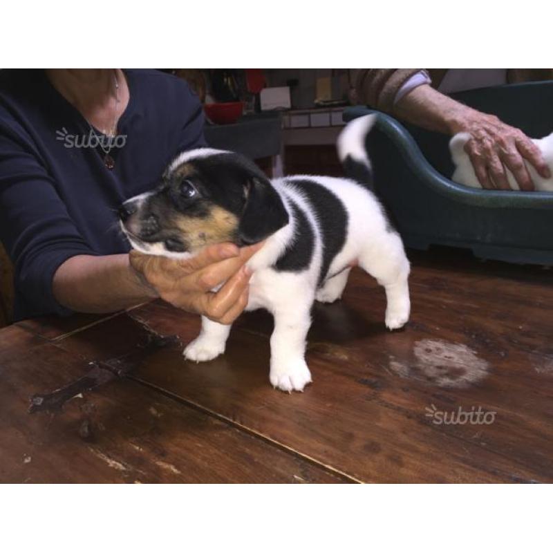 Cuccioli Jack Russell terrier