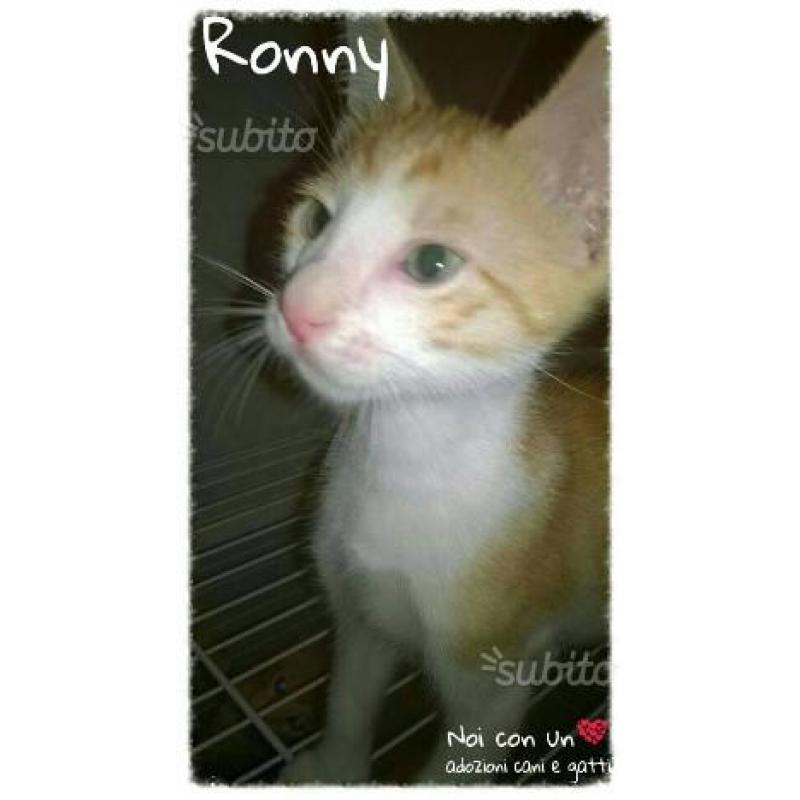 Ronny, dolce micio in adozione