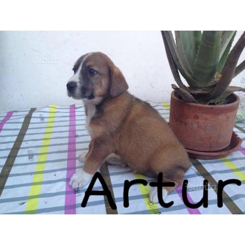 Artur, 2 mesi t/medio/contenuta