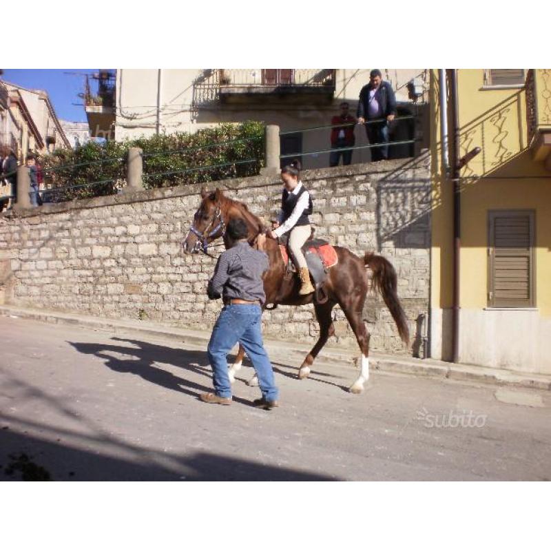 Cavallo anglo arabo